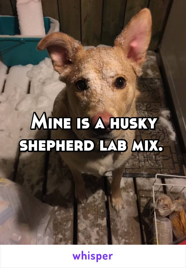 Mine is a husky shepherd lab mix. 