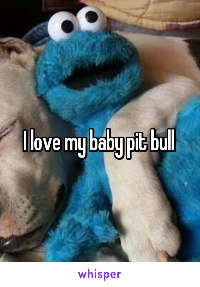 I love my baby pit bull 