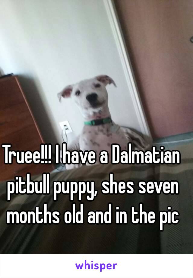 Truee!!! I have a Dalmatian pitbull puppy, shes seven months old and in the pic