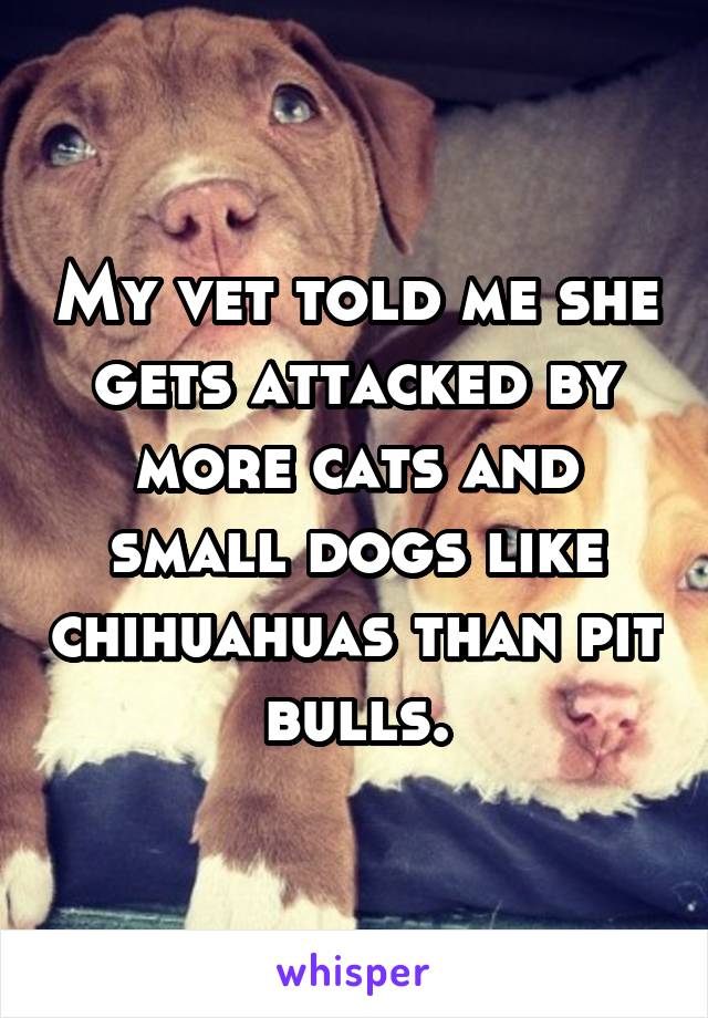 My vet told me she gets attacked by more cats and small dogs like chihuahuas than pit bulls.