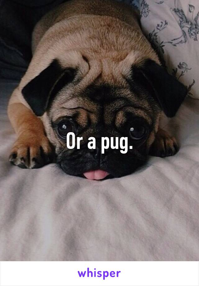 Or a pug.