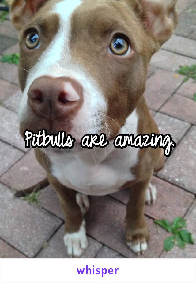 Pitbulls are amazing.