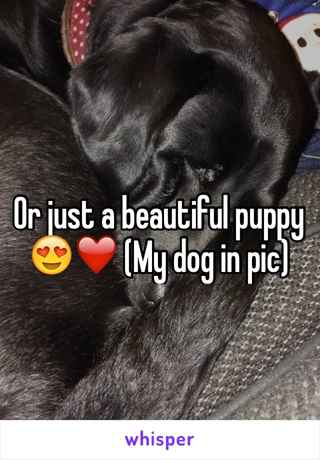 Or just a beautiful puppy 😍❤️ (My dog in pic) 