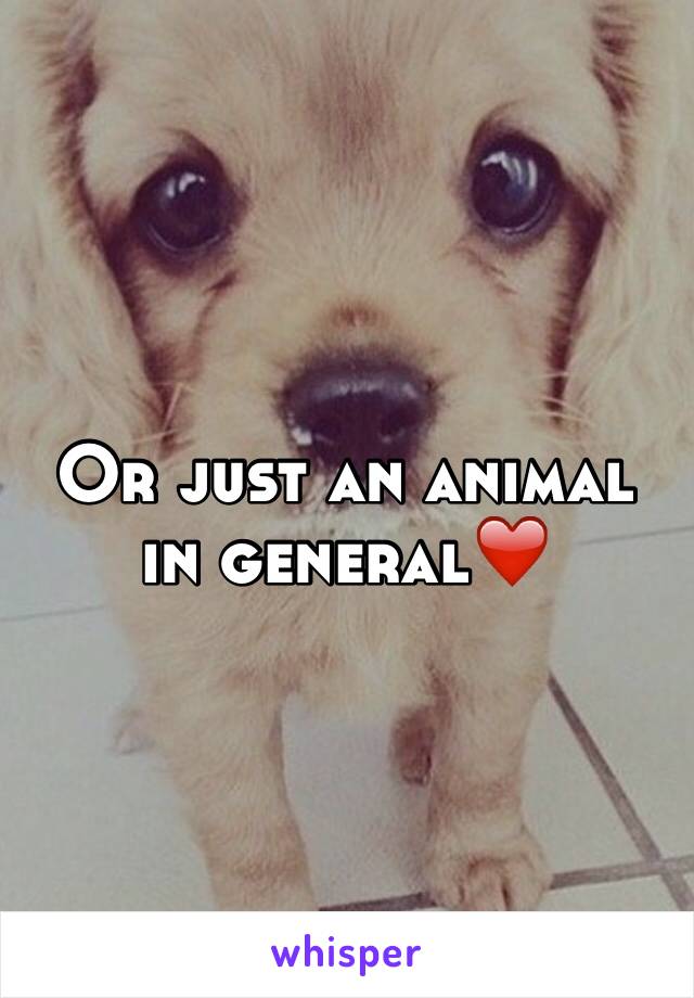 Or just an animal in general❤️