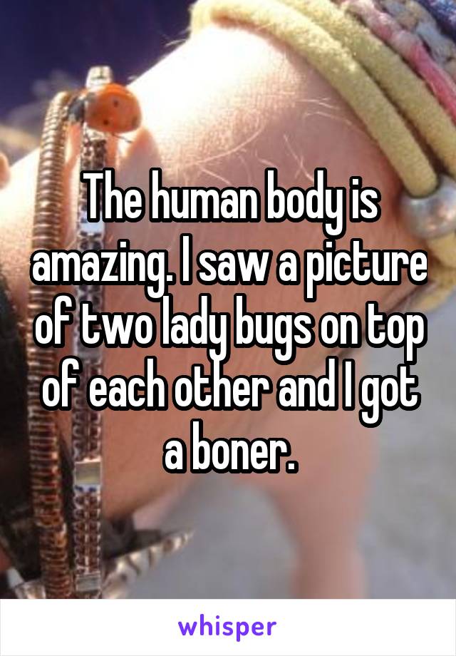The human body is amazing. I saw a picture of two lady bugs on top of each other and I got a boner.