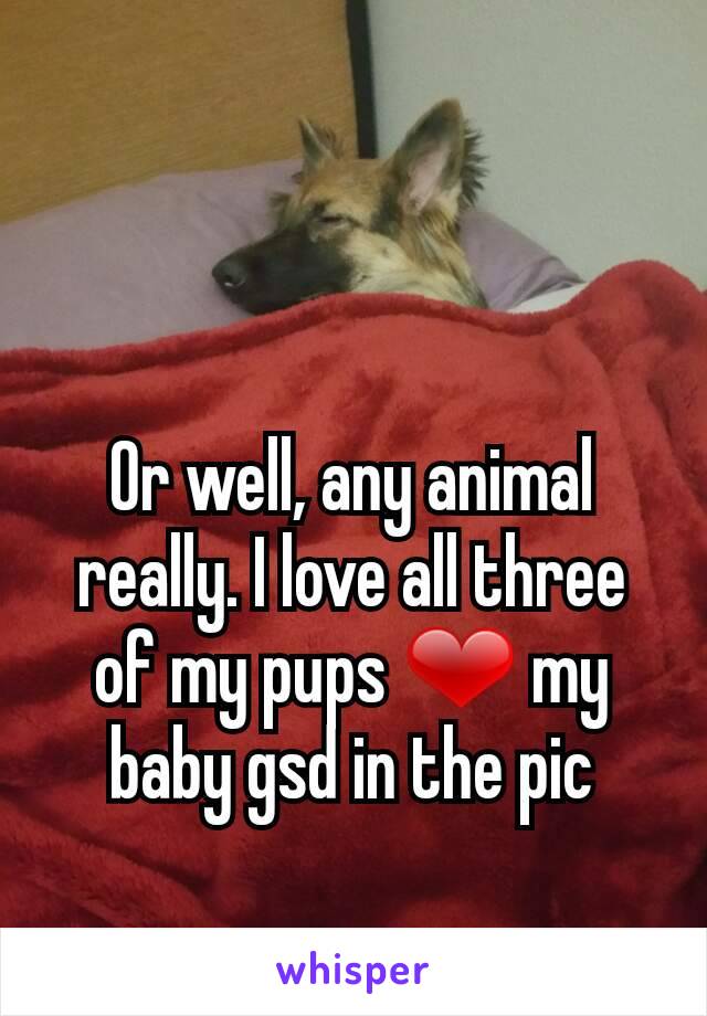 Or well, any animal really. I love all three of my pups ❤ my baby gsd in the pic