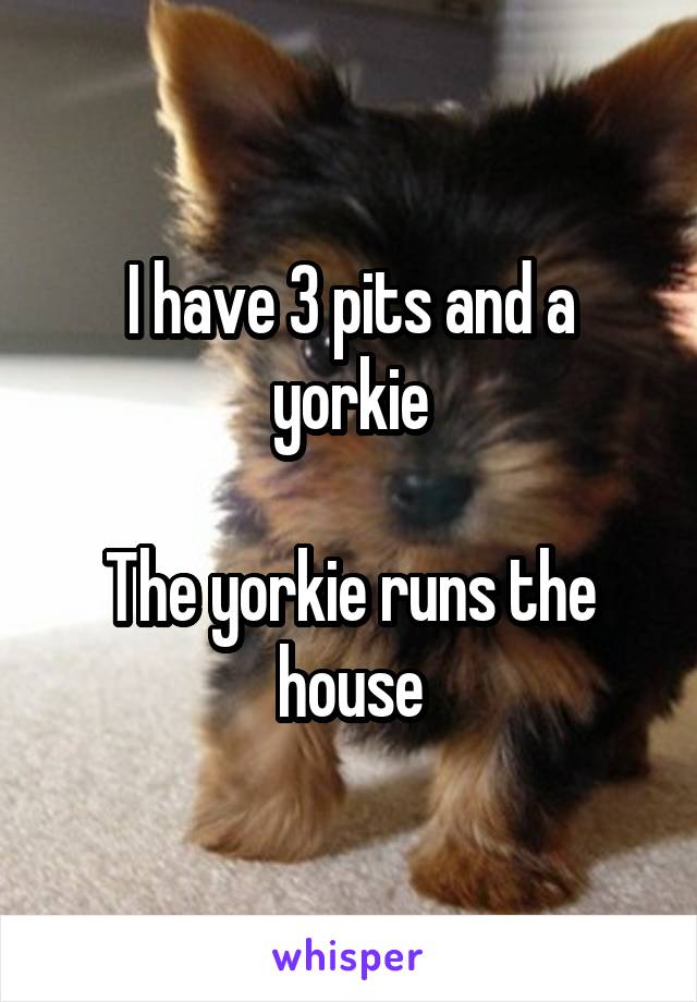 I have 3 pits and a yorkie

The yorkie runs the house