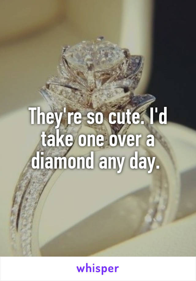 They're so cute. I'd take one over a diamond any day. 