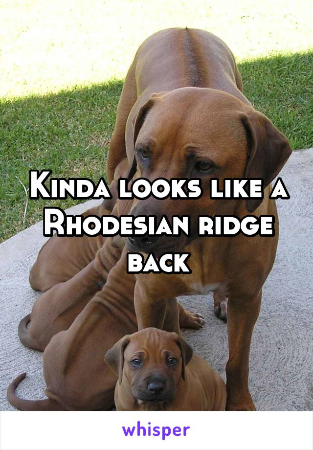 Kinda looks like a Rhodesian ridge back