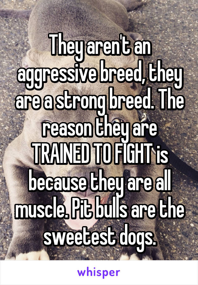 They aren't an aggressive breed, they are a strong breed. The reason they are TRAINED TO FIGHT is because they are all muscle. Pit bulls are the sweetest dogs.