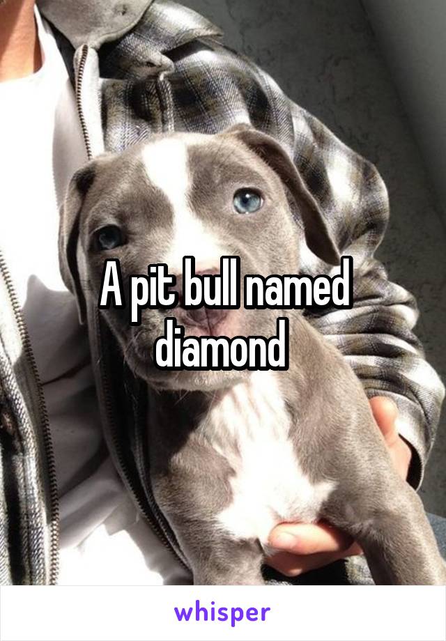 A pit bull named diamond 