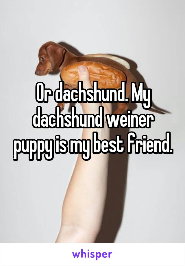 Or dachshund. My dachshund weiner puppy is my best friend. 