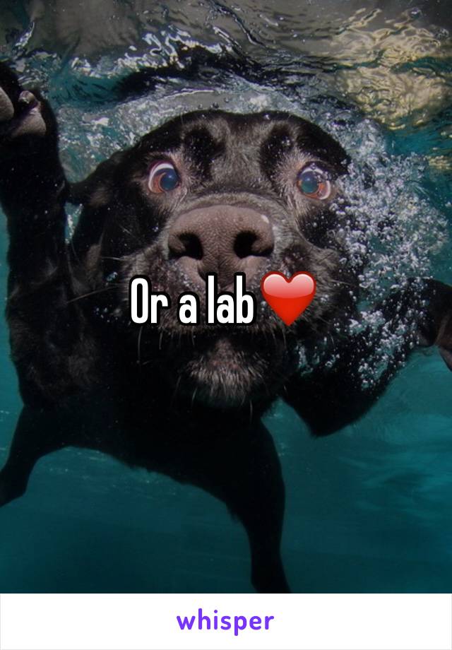 Or a lab❤️