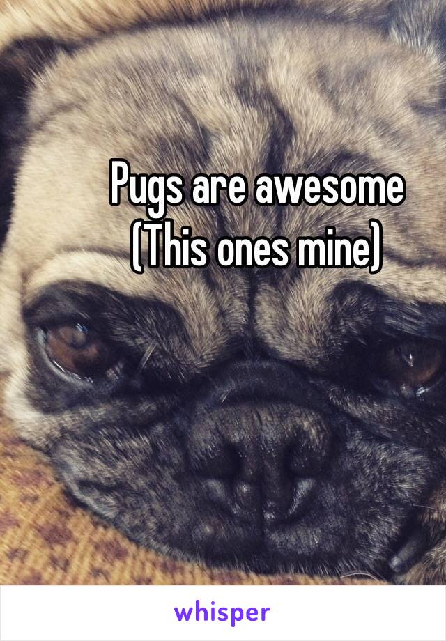 Pugs are awesome
(This ones mine)