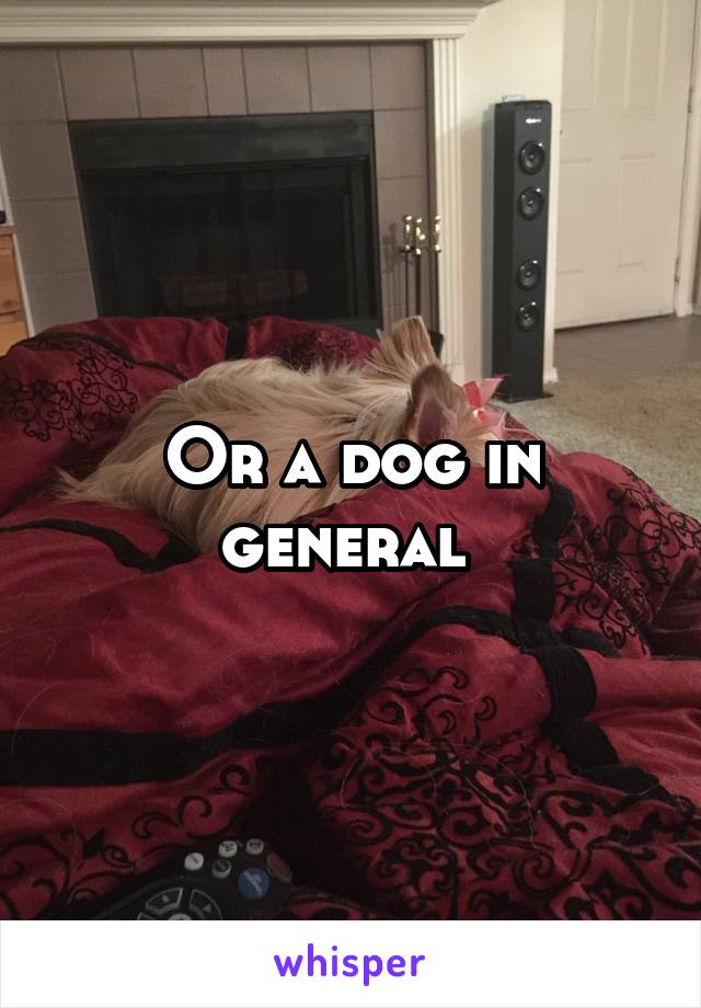 Or a dog in general 