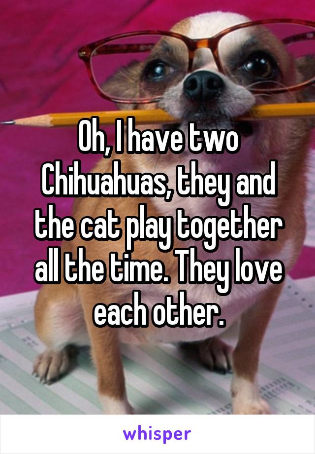 Oh, I have two Chihuahuas, they and the cat play together all the time. They love each other.