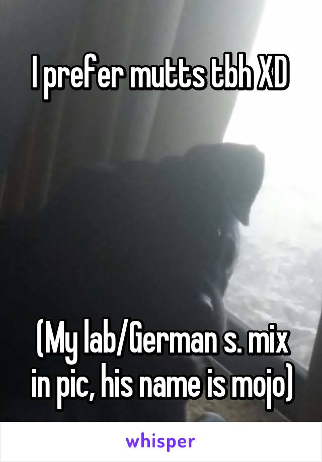 I prefer mutts tbh XD 





(My lab/German s. mix in pic, his name is mojo)