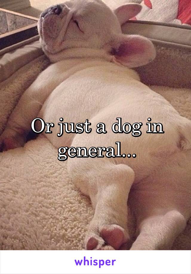 Or just a dog in general...