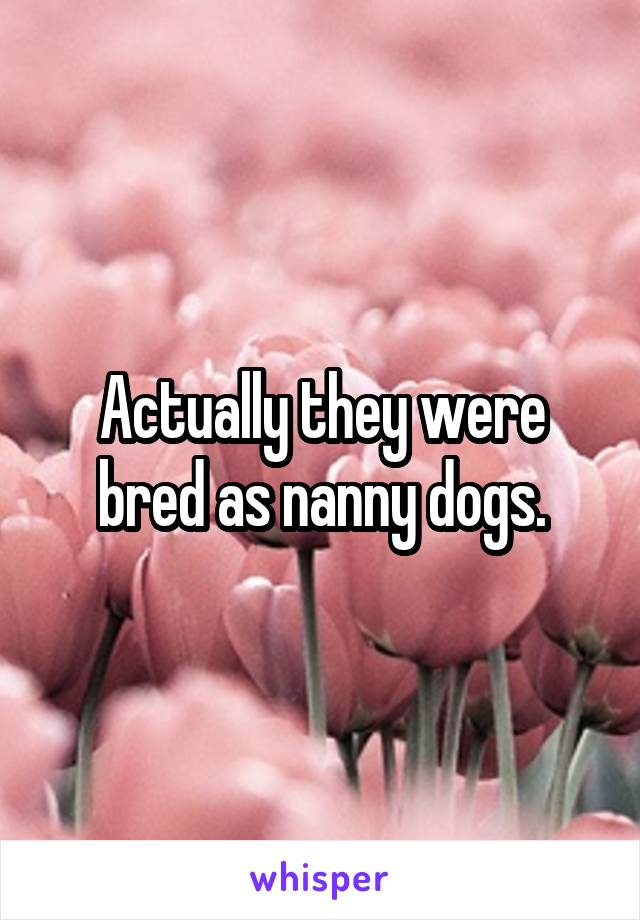 Actually they were bred as nanny dogs.