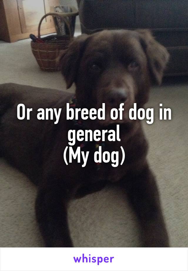 Or any breed of dog in general
(My dog)