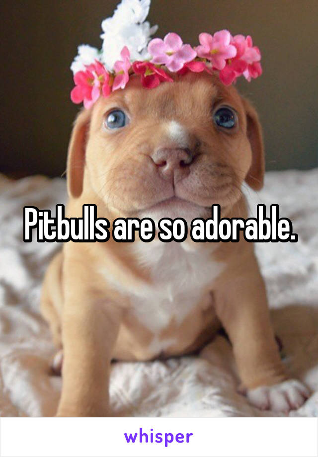 Pitbulls are so adorable.