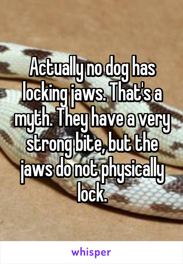 Actually no dog has locking jaws. That's a myth. They have a very strong bite, but the jaws do not physically lock.