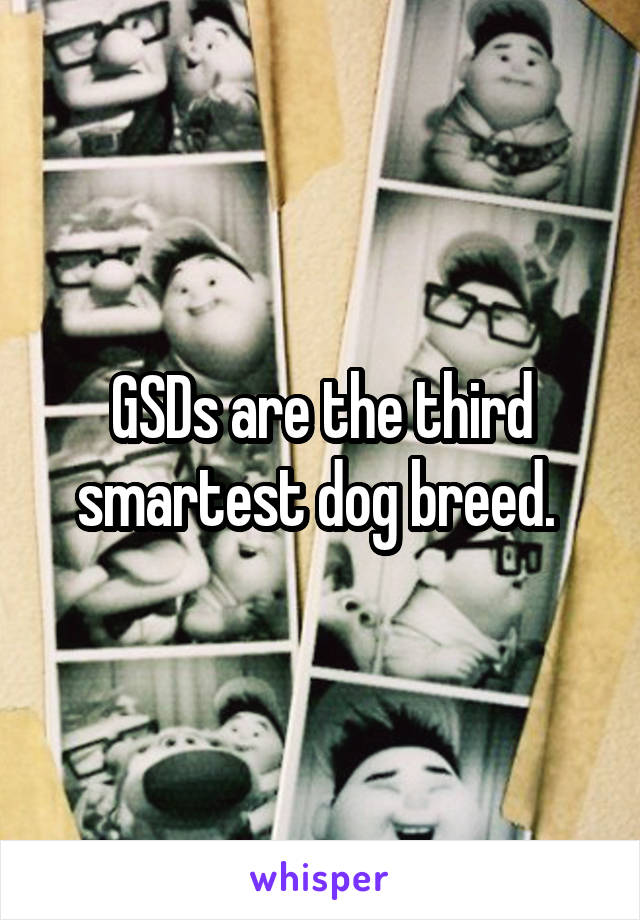 GSDs are the third smartest dog breed. 