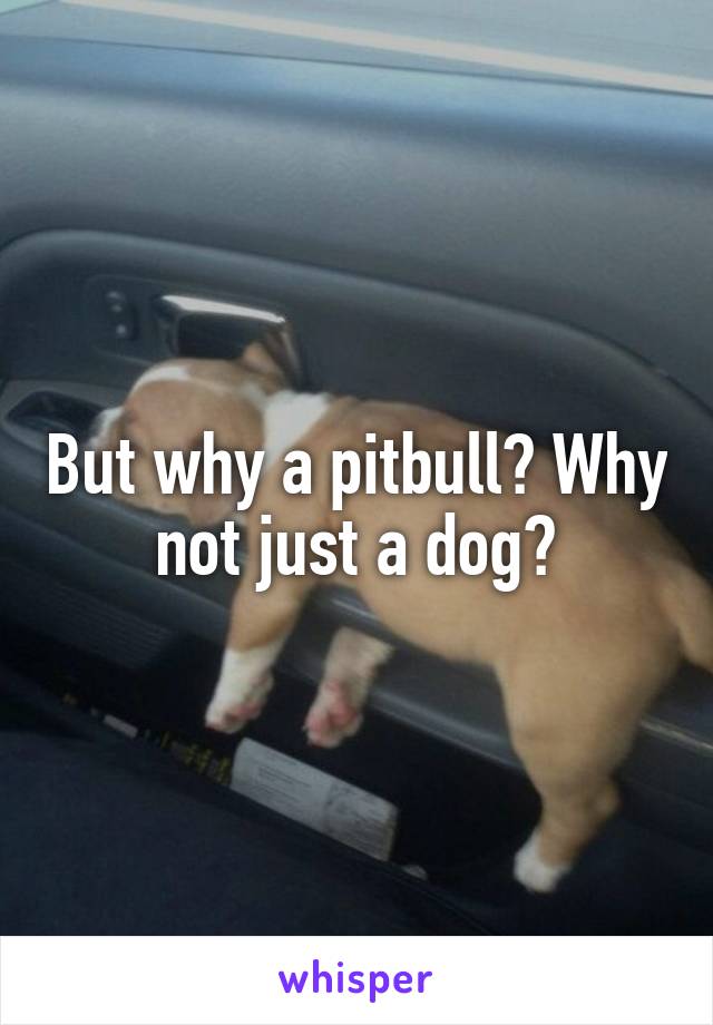 But why a pitbull? Why not just a dog?