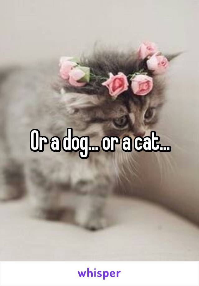 Or a dog... or a cat...