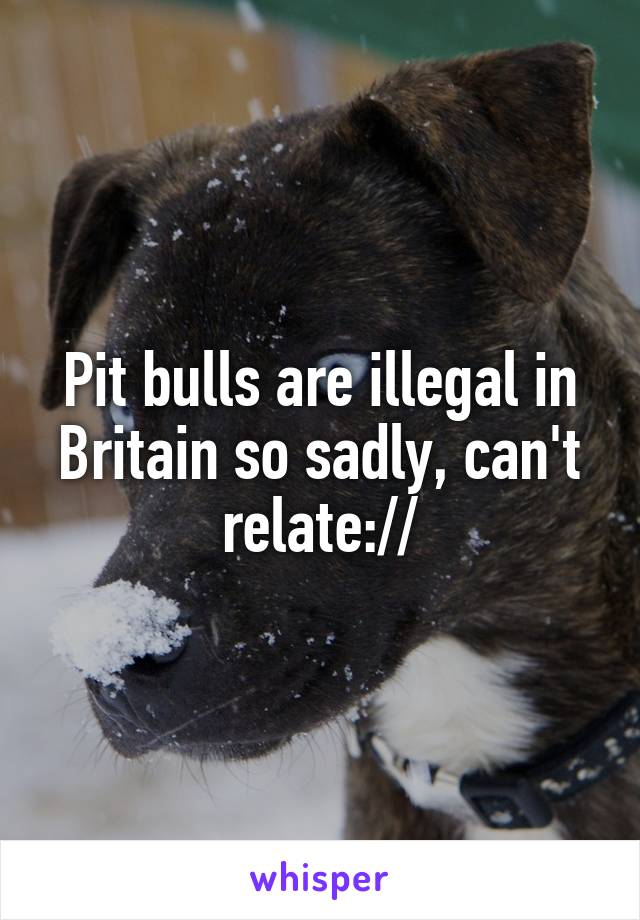 Pit bulls are illegal in Britain so sadly, can't relate://