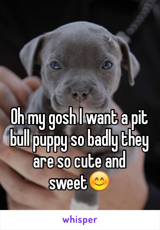 Oh my gosh I want a pit bull puppy so badly they are so cute and sweet😊