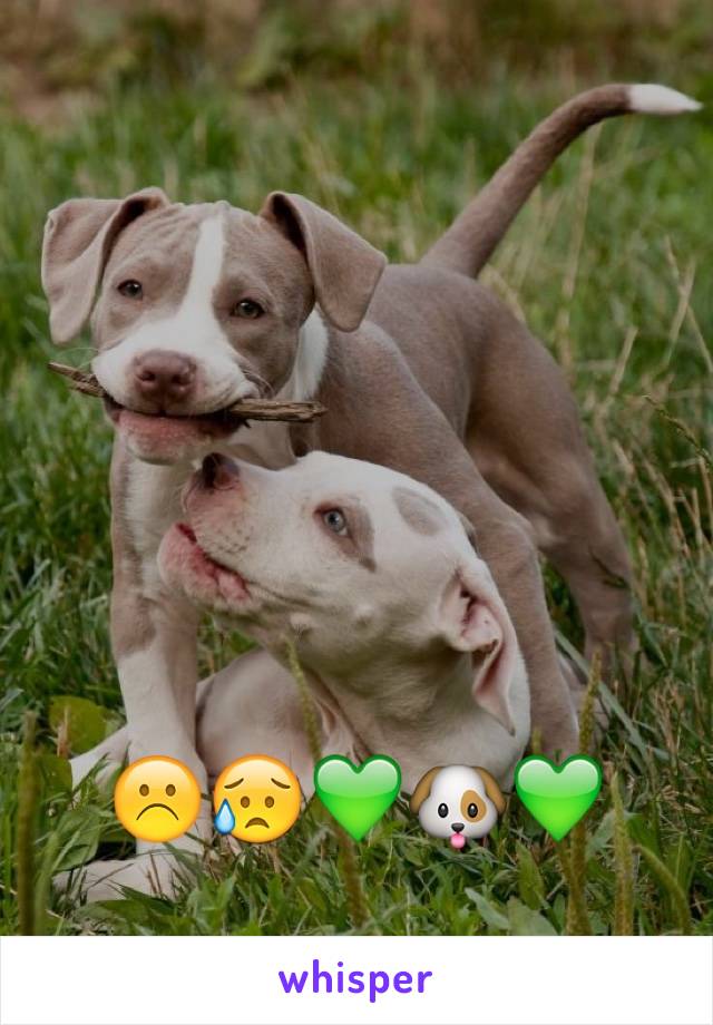 ☹️😥💚🐶💚