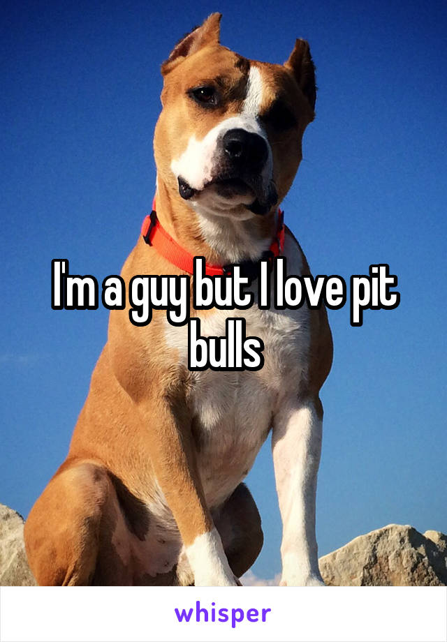 I'm a guy but I love pit bulls