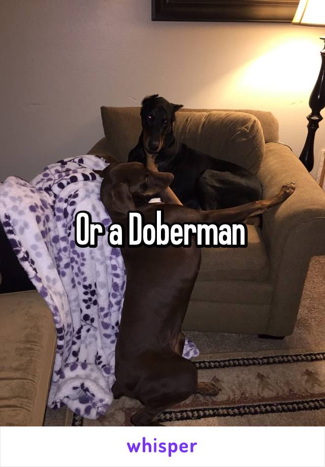 Or a Doberman 