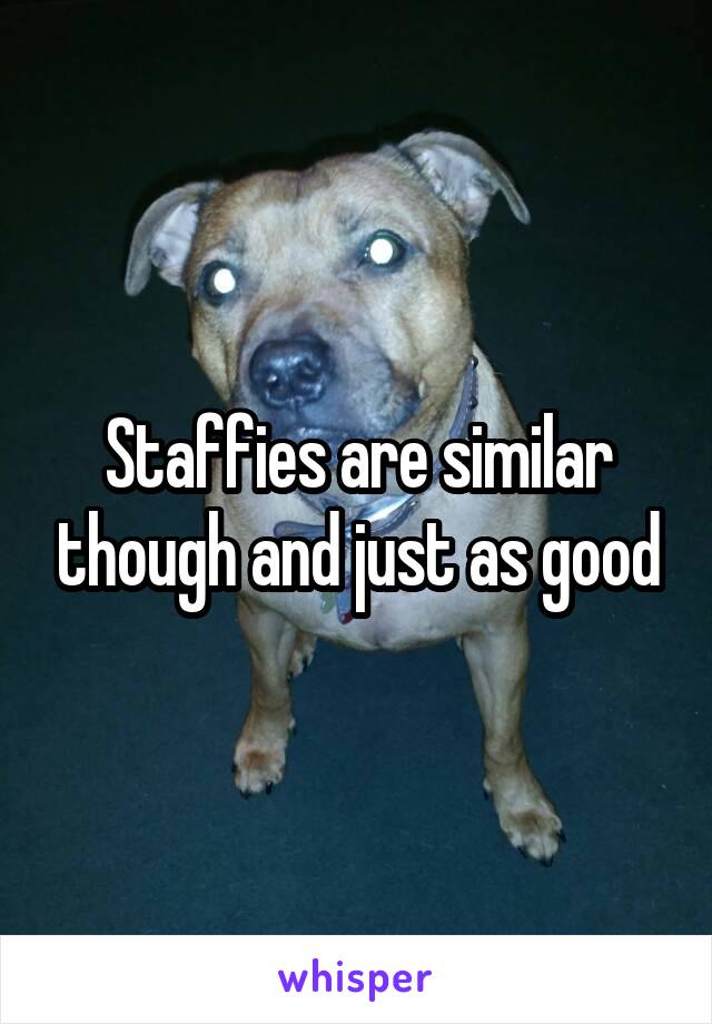 Staffies are similar though and just as good