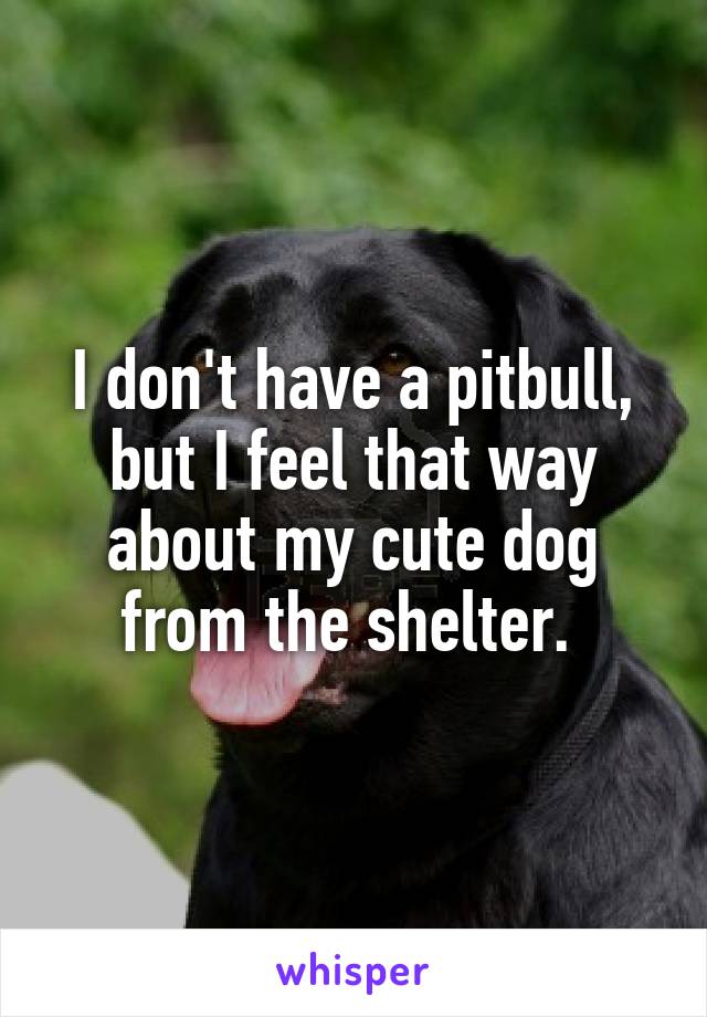 I don't have a pitbull, but I feel that way about my cute dog from the shelter. 