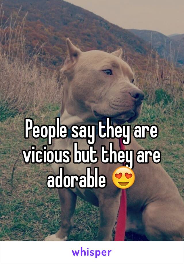 People say they are vicious but they are adorable 😍