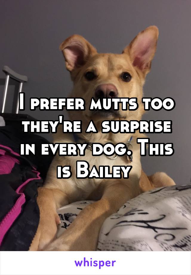 I prefer mutts too they're a surprise in every dog. This is Bailey 