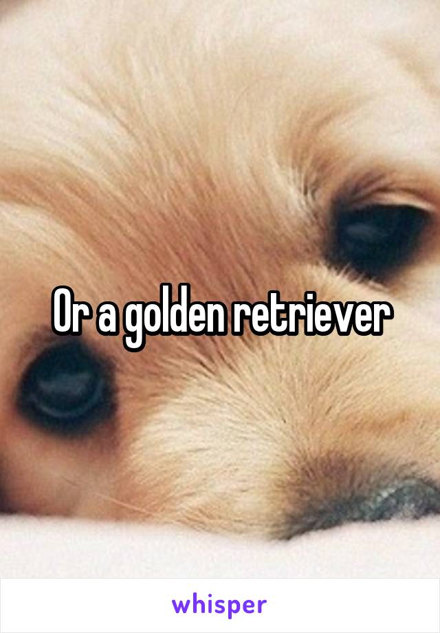 Or a golden retriever