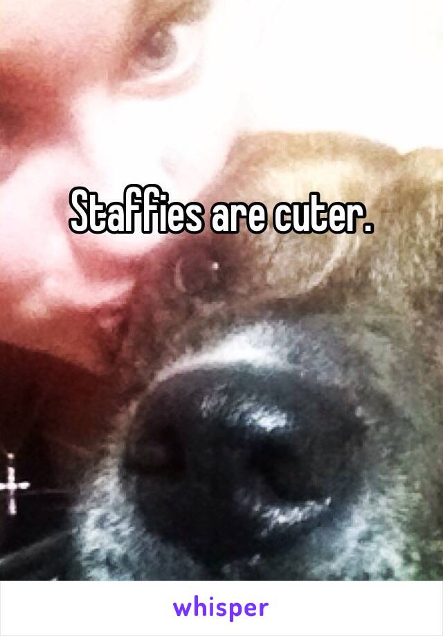 Staffies are cuter. 