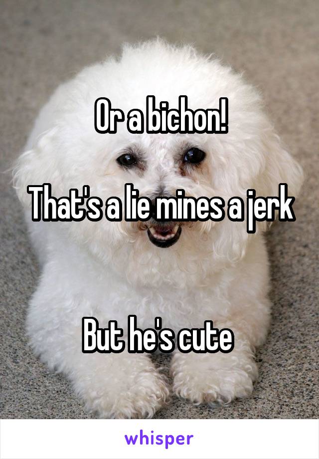 Or a bichon!

That's a lie mines a jerk 

But he's cute 