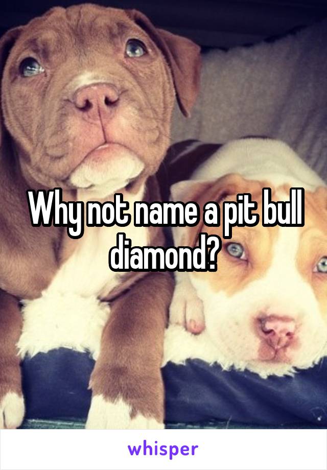 Why not name a pit bull diamond?