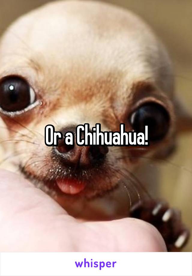 Or a Chihuahua!