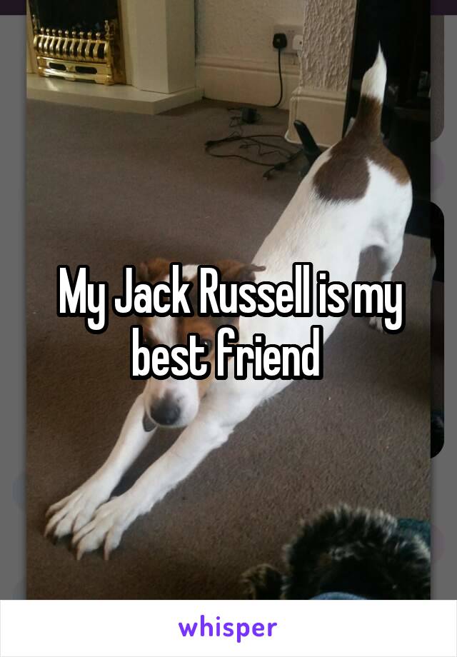 My Jack Russell is my best friend 