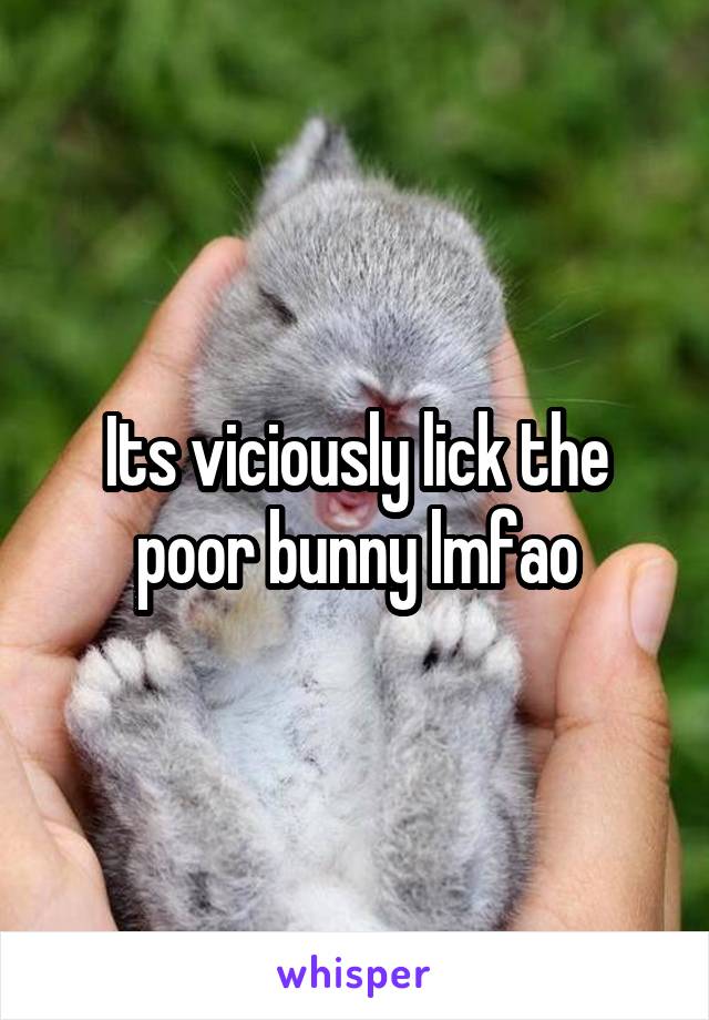 Its viciously lick the poor bunny lmfao