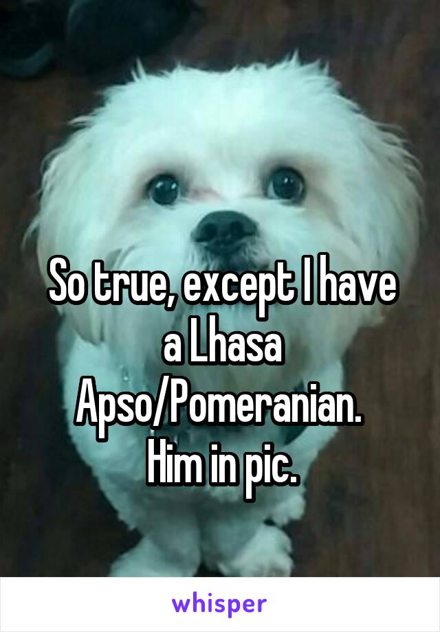 

So true, except I have a Lhasa Apso/Pomeranian. 
Him in pic.