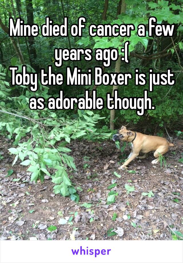 Mine died of cancer a few years ago :( 
Toby the Mini Boxer is just as adorable though. 