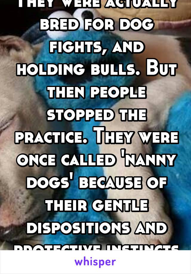 They were actually bred for dog fights, and holding bulls. But then people stopped the practice. They were once called 'nanny dogs' because of their gentle dispositions and protective instincts 