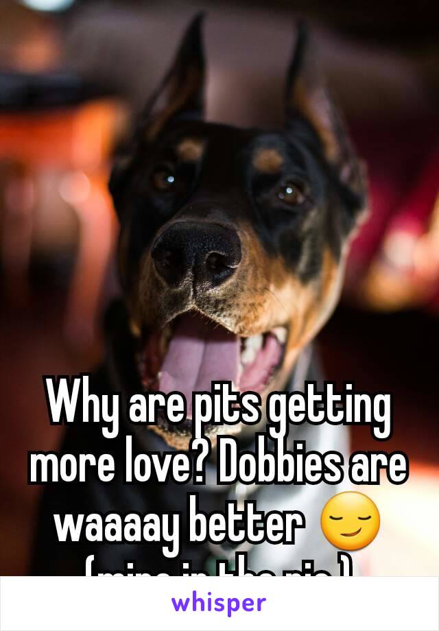 Why are pits getting more love? Dobbies are waaaay better 😏 (mine in the pic.)