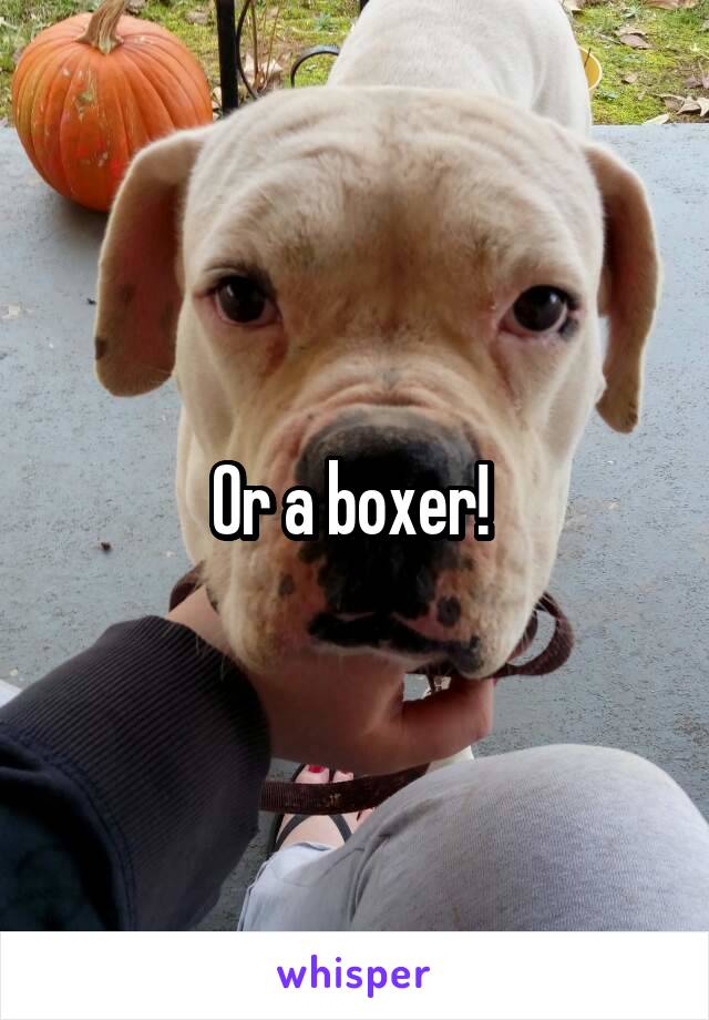 Or a boxer! 